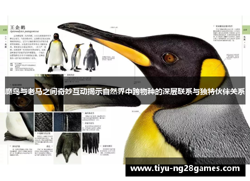 魔鸟与老马之间奇妙互动揭示自然界中跨物种的深层联系与独特伙伴关系